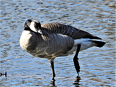 Canada Goose, Steigerwald Wildlife Refuge