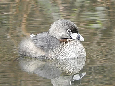 Pied-Billed Grebe, Ridgefield Wildlife Refuge