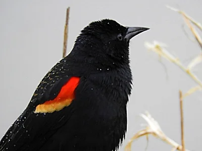 Red-Winged Blackbird, Ridgefield Wildlife Refuge