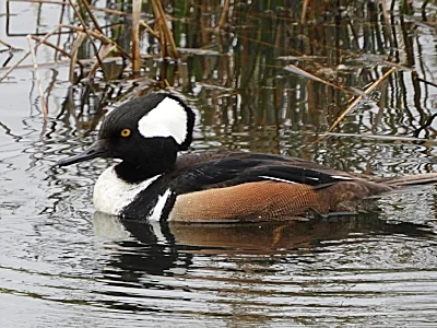 Male Hooded Merganser, Ridgefield Wildlife Refuge