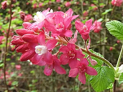 Red Current, Elk Rock Garden