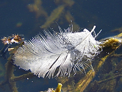 Feather, Steigerwald Wildlife Refuge