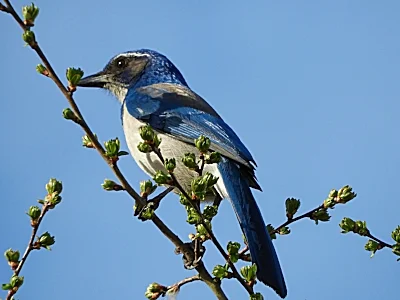 Scrub Jay, Steigerwald Wildlife Refuge