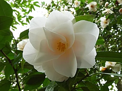 White Camellia, Elk Rock Garden