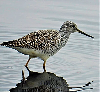 Yellow Legs, Steigerwald Wildlife Refuge