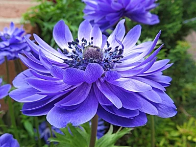 Purple Flower, Sherman Gardens, California