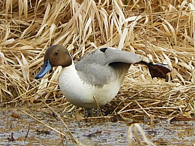 Pintail Duck, Ridgefield Wildlife Refuge