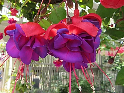 Fuschia, Sherman Gardens, California