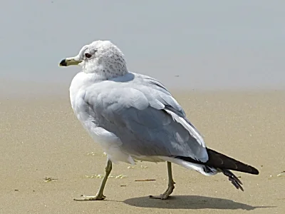 Seagull, California