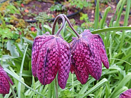 Checkered Lily, Wildlife Botanical Garden