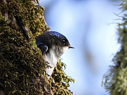 Tree Swallow, Ridgefield Wildlife Refuge