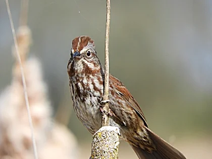 Song Sparrow, Ridgefield Wildlife Refuge