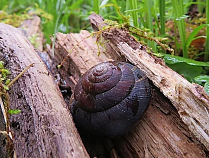 Snail, Lewisville Park