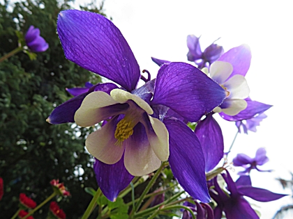 Purple Columbine, Sherman Garden