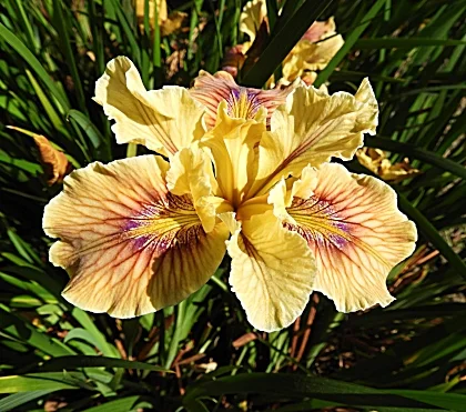 Iris, Elk Rock Garden