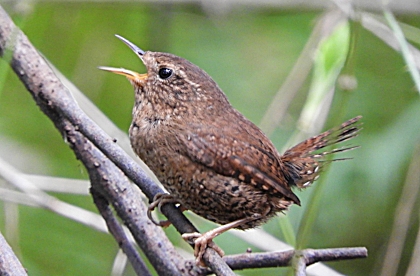 Pacific Wren, Tualatin Hills Nature Park