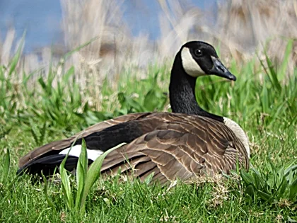 Goose Mother to Be, Ridgefield Wildlife Refuge