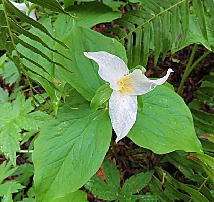Trillium, Tualatin Hills Nature Park