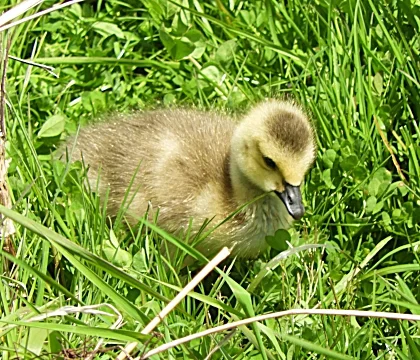 Gossling, Ridgefield Wildlife Refuge