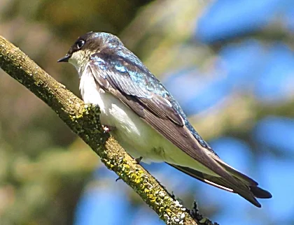 Tree Swallow, Ridgefield Wildlife Refuge