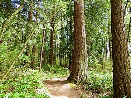 Forest Path, Tualatin Hills Nature Park