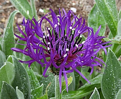 Purple Spider Flower, Wildlife Botanical Garden