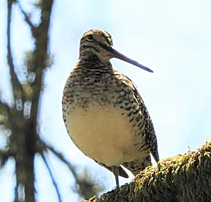 Wilson's Snipe, Ridgefield Wildlife Refuge