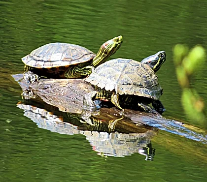 Turtles, Ridgefield Wildlife Refuge