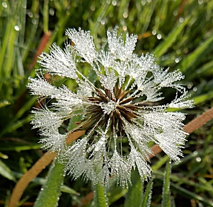 Dandelion, Steigerwald Wildlife Refuge