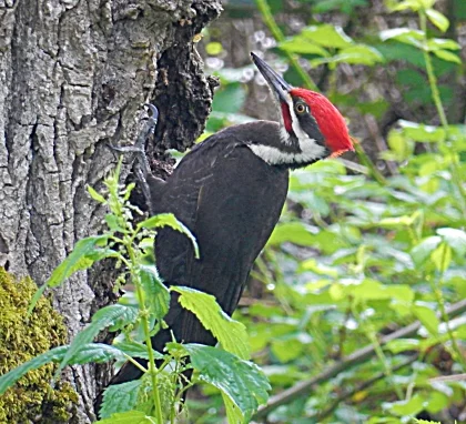 Pileated Woodpecker, Steigerwald Wildlife Refuge
