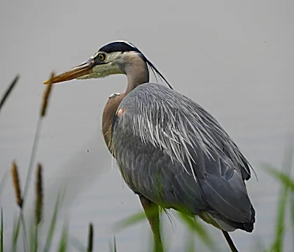 Blue Heron, Ridgefield Wildlife Refuge