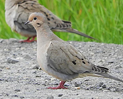 Dove, Ridgefield Wildlife Refuge