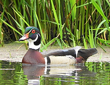 Wood Duck, Steigerwald Wildlife Refuge