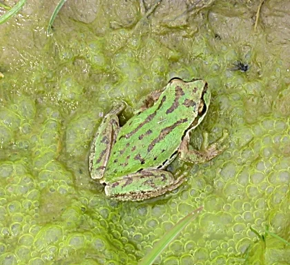 Tree Frog, Ridgefield Wildlife Refuge