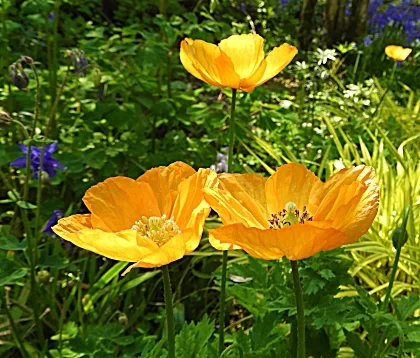 Poppies, Elk Rock Garden