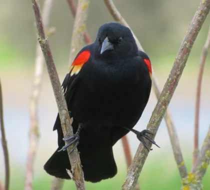 Red-Winged Blackbird, Kiwa Trail