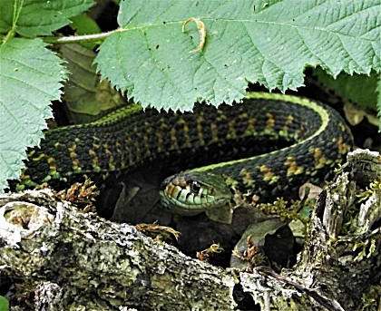 Snake, Ridgefield Wildlife Refuge