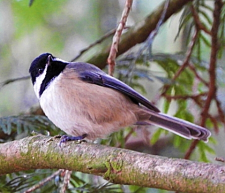 Chickadee, Wildlife Botanical Garden