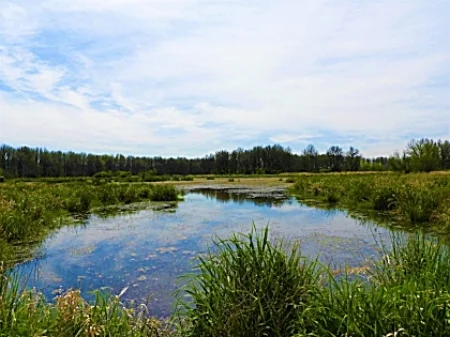 Wetlands, Kiwa Trail