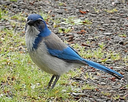 Scrub Jay, Steigerwald Wildlife Refuge
