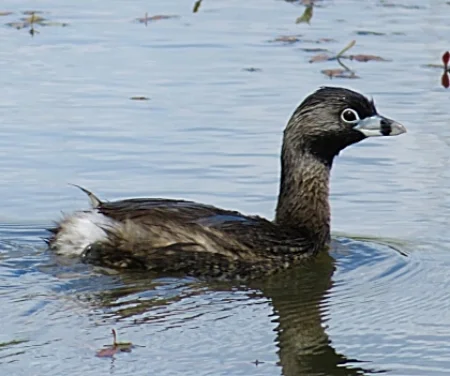 Pied-Billed Grebe, Steigerwald Wildlife Refuge