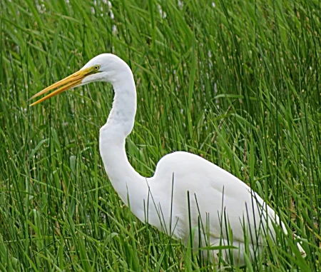 Egret, Ridgefield Wildlife Refuge