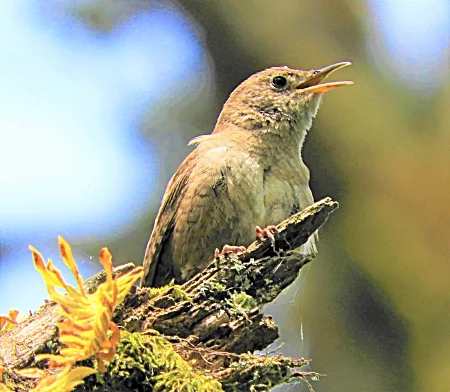House Wren, Kiwa Trail
