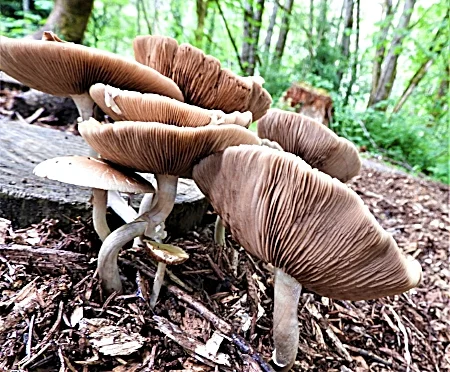 Mushrooms, Columbia Springs