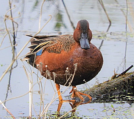 Cinnamon Teal Duck, Ridgefield Wildlife Refuge