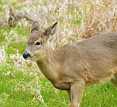 Deer, Ridgefield Wildlife Refuge