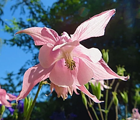 Columbine, Elk Rock Garden