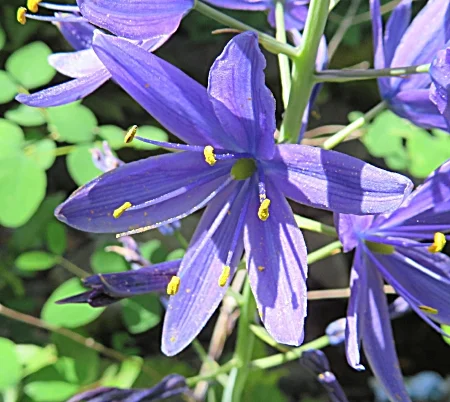 Camas Lily, Tualatin Hills Nature Park