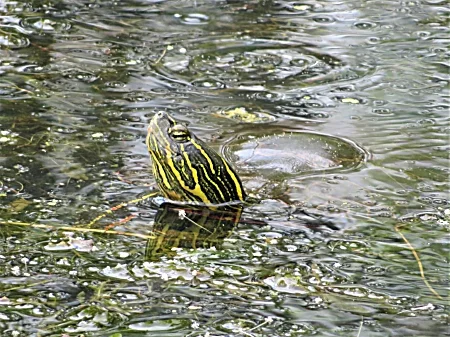 Turtle, Steigerwald Wildlife Refuge