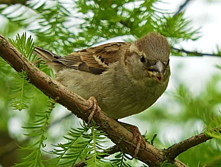 Sparrow, Wildlife Botanical Garden